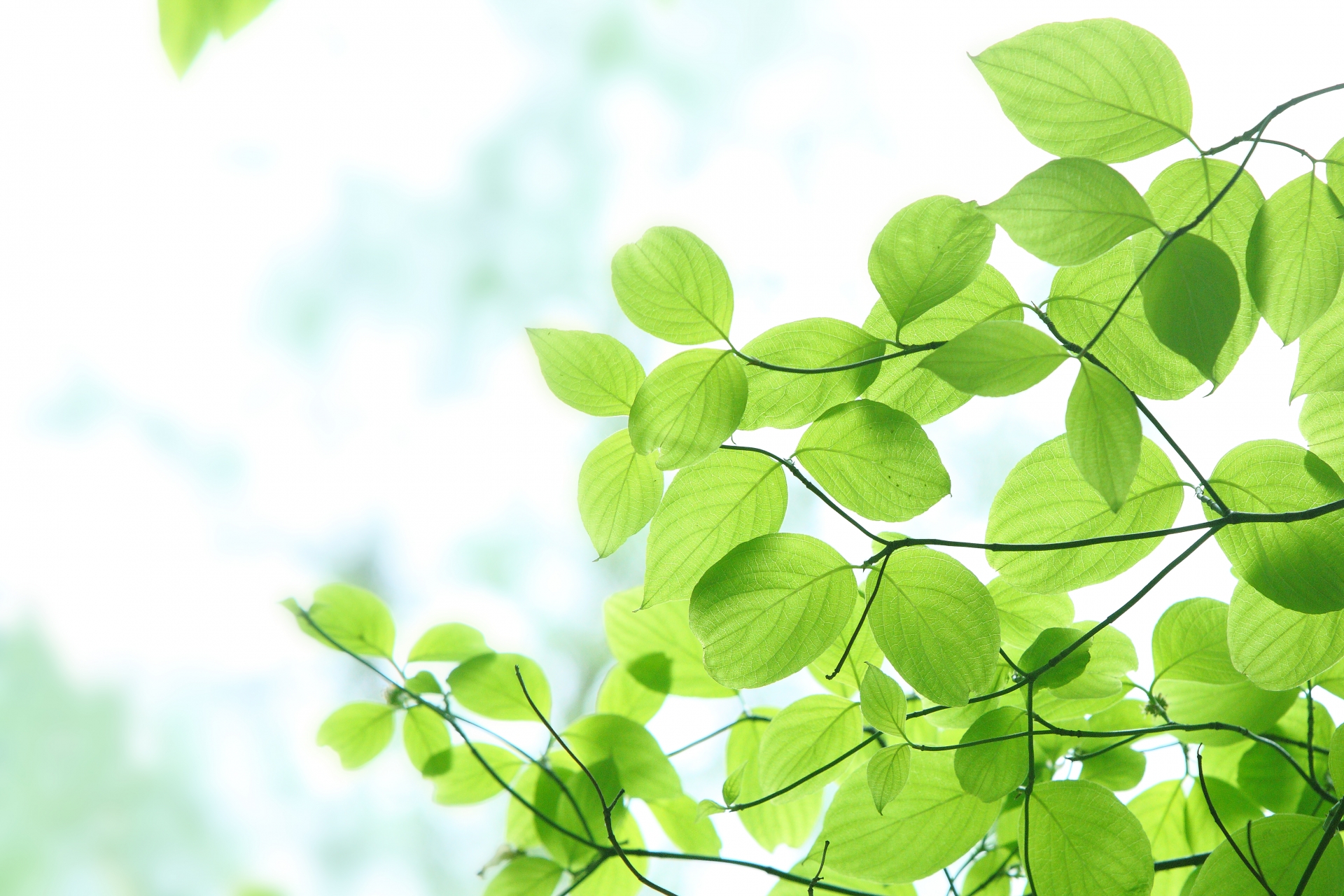 カテゴリー: 被子植物・単子葉類・その他の目