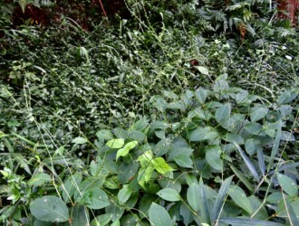 【白花ミズヒキ】