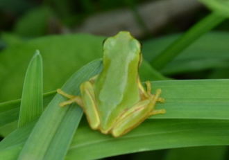 ニホンアマガエル Machi Eco まちエコ