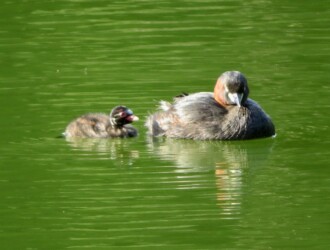 【投稿者コメント】2度目の子育て中です。