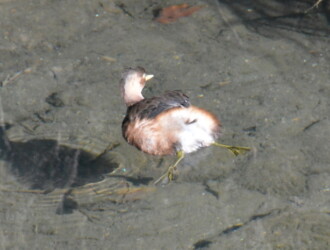 投稿者コメント:足が独特のように見えました。