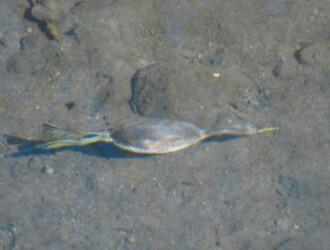 投稿者コメント:水中で一直線に移動するときは、水底をかけるように見え、早いです。