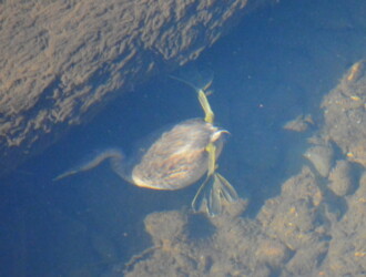 投稿者コメント:岩の下を探っていました。潜水して餌を探すときは、足が付け根からお尻の上に回り、水かきで水を上に押し上げて潜っているように見えました。