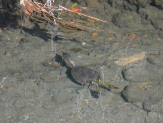 投稿者コメント:草の下を探っていました。