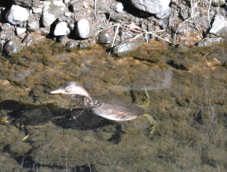 投稿者コメント:浮上して頭を出しました。