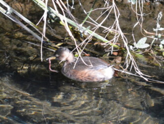 投稿者コメント:ミミズと思われる獲物を捕らえました。