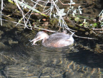 投稿者コメント:捕えた獲物を呑み込んでいましたが、なかなか呑み込めず咥えていました。