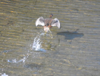 投稿者コメント:助走して浮上し、その後飛行しました。