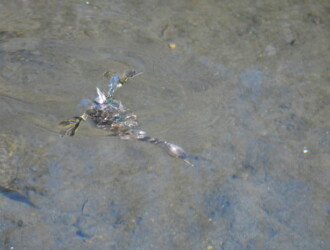 投稿者コメント:潜水を開始したところです。