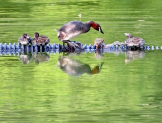 【投稿者コメント】2度目の子育て中です。