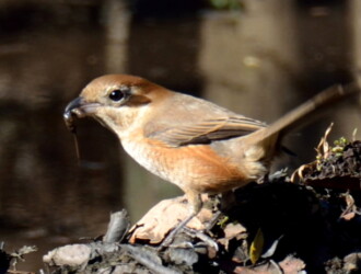 投稿者コメント:獲物を捕らえたようです。