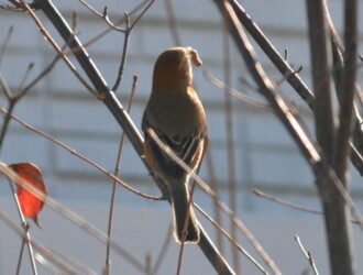 投稿者コメント:虫を咥えていました