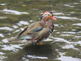 【投稿者コメント】春渡って行かなかったオシドリの写真です。冬毛になりつつあります。