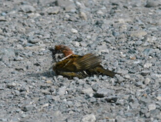 投稿者コメント:砂あびをしているように見えました。