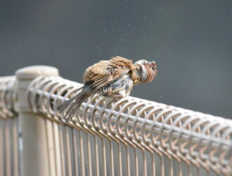 投稿者コメント:体を震わせて砂を払っていました。砂粒が飛んでいます。