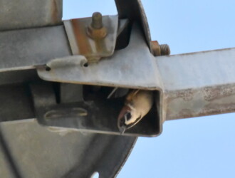 投稿者コメント:電柱上の変圧器の底(台)の空間に出入りしていました。