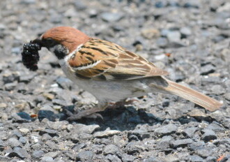 投稿者コメント:右の写真の実を咥えています。