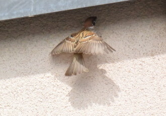 投稿者コメント:巣のある建物に飛んできました。