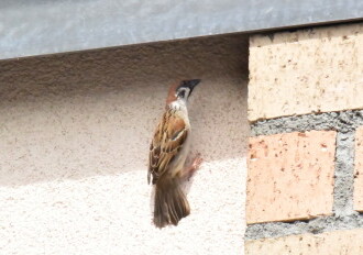 投稿者コメント:壁伝いに移動しています。