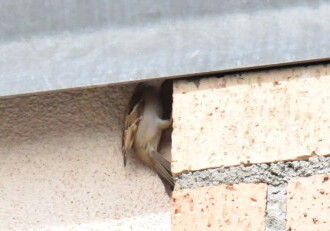 投稿者コメント:巣に入りました。