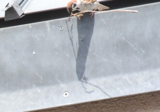 投稿者コメント:巣材をくわえて戻って来ました。