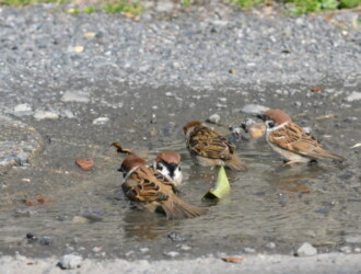 投稿者コメント:雨の翌日に路上の水溜りで水浴びをしていました。