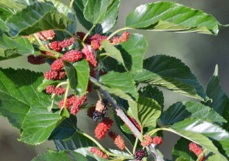 投稿者コメント:この実をすずめ、ムクドリなどが食べています。