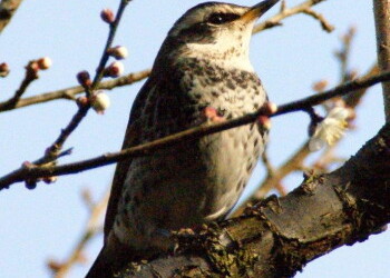 ツグミ – Machi Eco – まちエコ –