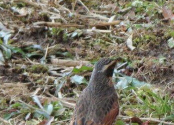 ツグミ – Machi Eco – まちエコ –