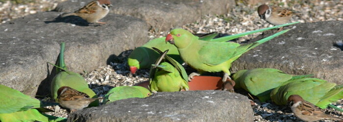 ワカケホンセイインコ Machi Eco まちエコ ワカケホンセイインコ Machi Eco まちエコ