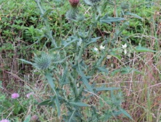 アメリカオニアザミ Machi Eco まちエコ