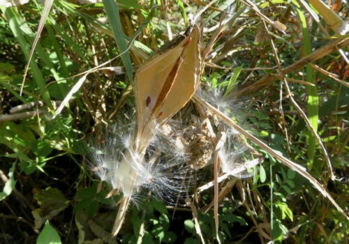 【投稿者コメント】 10センチの大きな果実です。