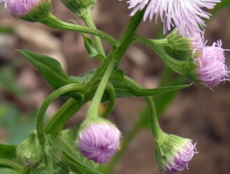 ハルジオン Machi Eco まちエコ