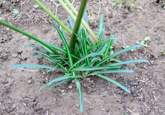 【投稿者コメント】花が終わり葉が出始めた