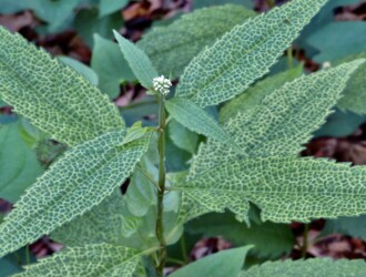 金紋ヒヨドリバナ(ウイルス感染により葉脈が黄色になったもの)