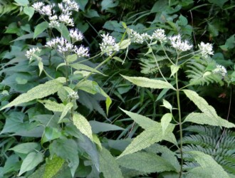 金紋ヒヨドリバナ