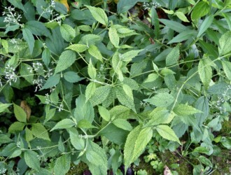 金紋ヒヨドリバナ