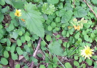 ジシバリ イワニガナ Machi Eco まちエコ ジシバリ イワニガナ Machi Eco まちエコ