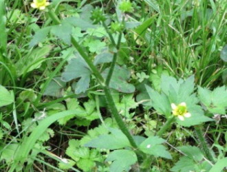 ケキツネノボタン Machi Eco まちエコ