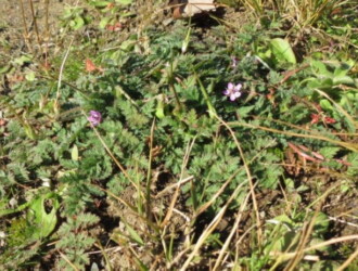 【投稿者コメント】暖冬の影響か、12月に開花していました。