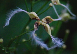 【投稿者コメント】 仙人の白いひげのような形状が名前の由来。