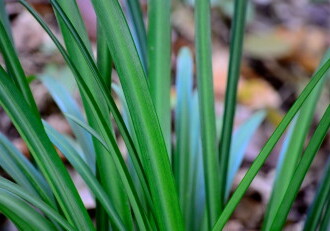 【投稿者コメント】ヒガンバナと異なり葉の幅が広い