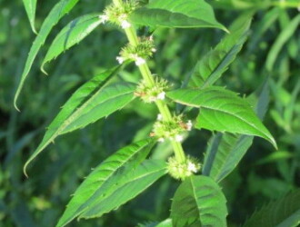 【投稿者コメント】花の終わり頃です。