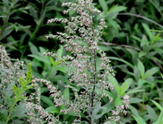 ヨモギ Machi Eco まちエコ