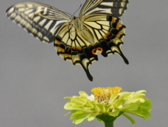 アゲハ（ナミアゲハ） – Machi Eco – まちエコ –