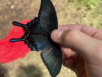 カラスアゲハ – Machi Eco – まちエコ –