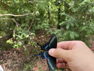 ミヤマカラスアゲハ – Machi Eco – まちエコ –