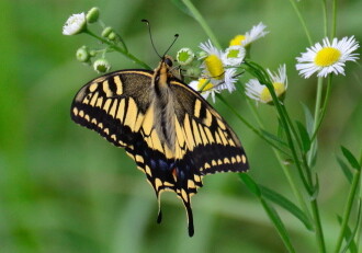 キアゲハ – Machi Eco – まちエコ –