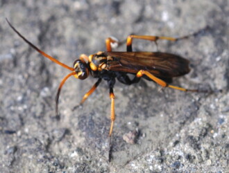 巨大ベッコウバチ ベッコウクモバチ – Machi Eco – まちエコ –