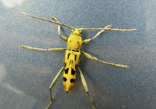 キイロトラカミキリ – Machi Eco – まちエコ –